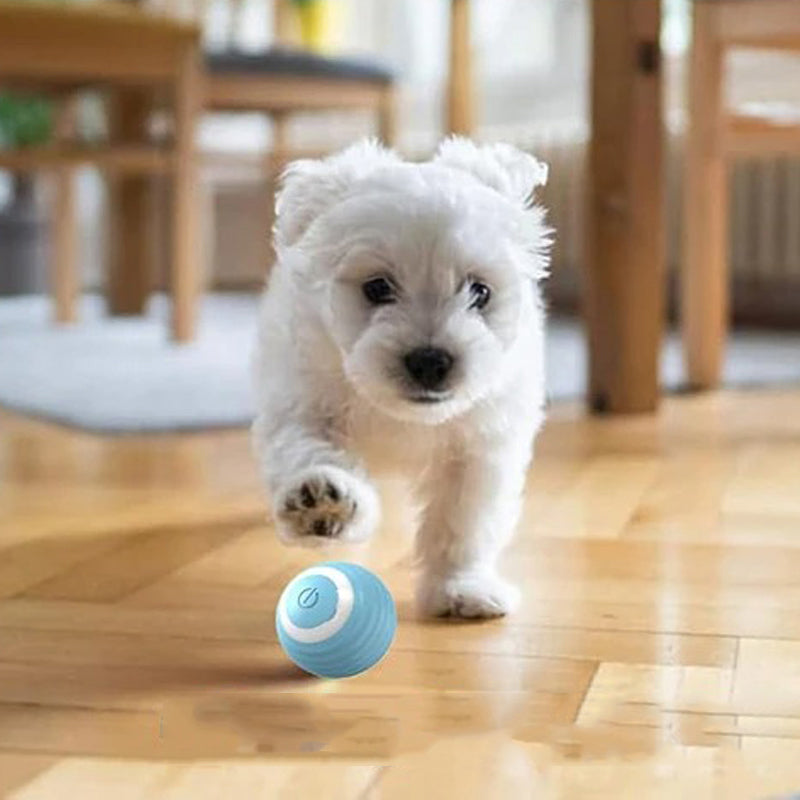 jeu pour chat balle electrique bleu