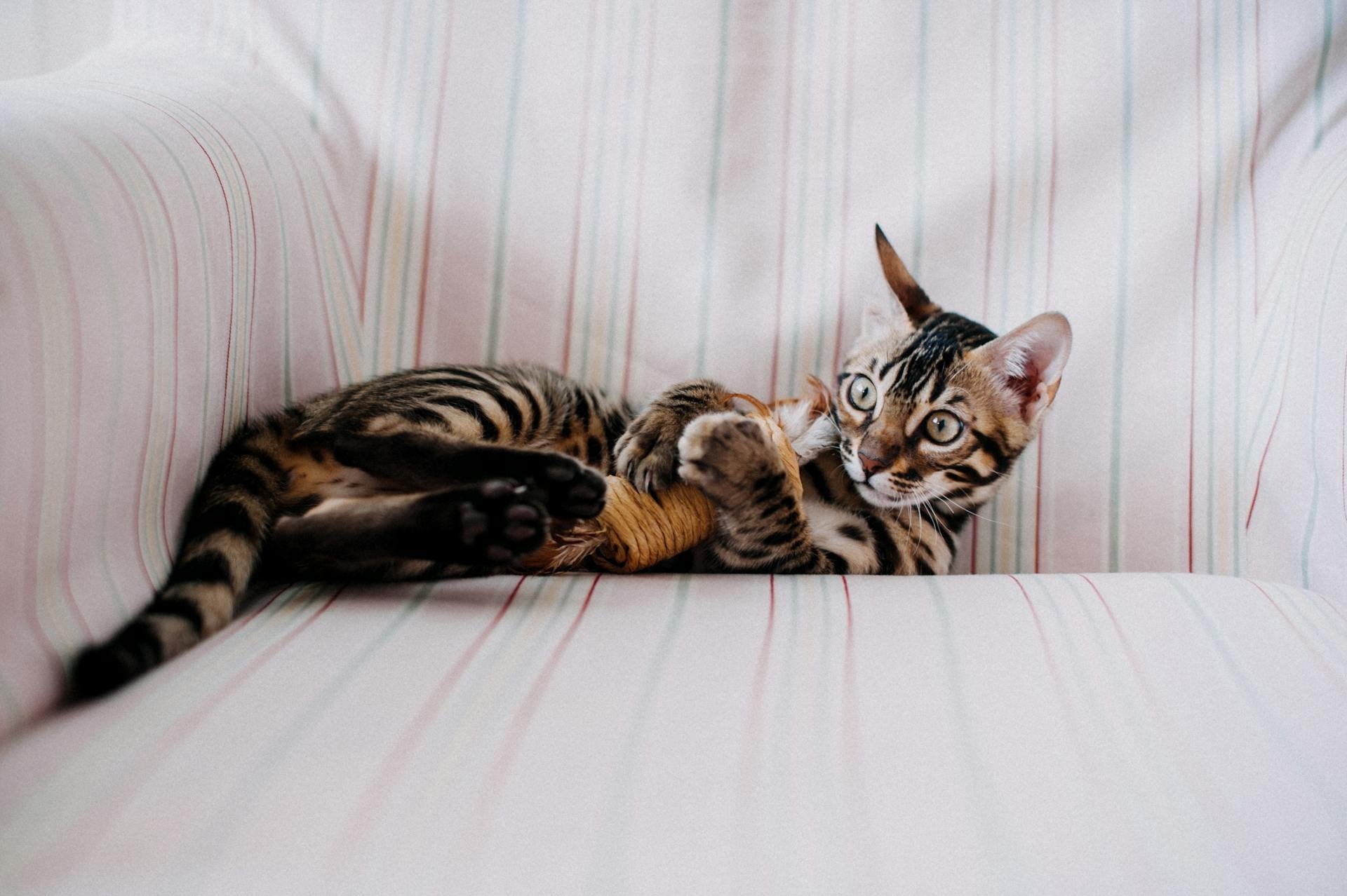 Jouets pour chats